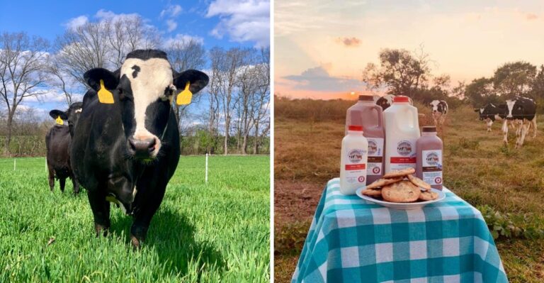 Knoxville-Area Locals Make A Saturday Tradition Of Visiting This Tennessee Family Dairy