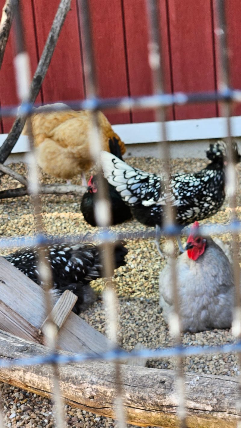 Chicken Feeding Turns Little Visitors Into Proud Helpers Chicken Feeding Turns Little Visitors Into Proud Helpers