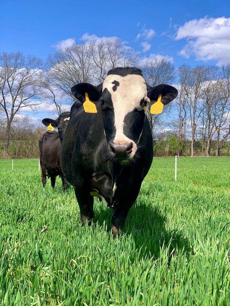 Low-And-Slow Pasteurization Protects The Fresh Flavor Low-And-Slow Pasteurization Protects The Fresh Flavor