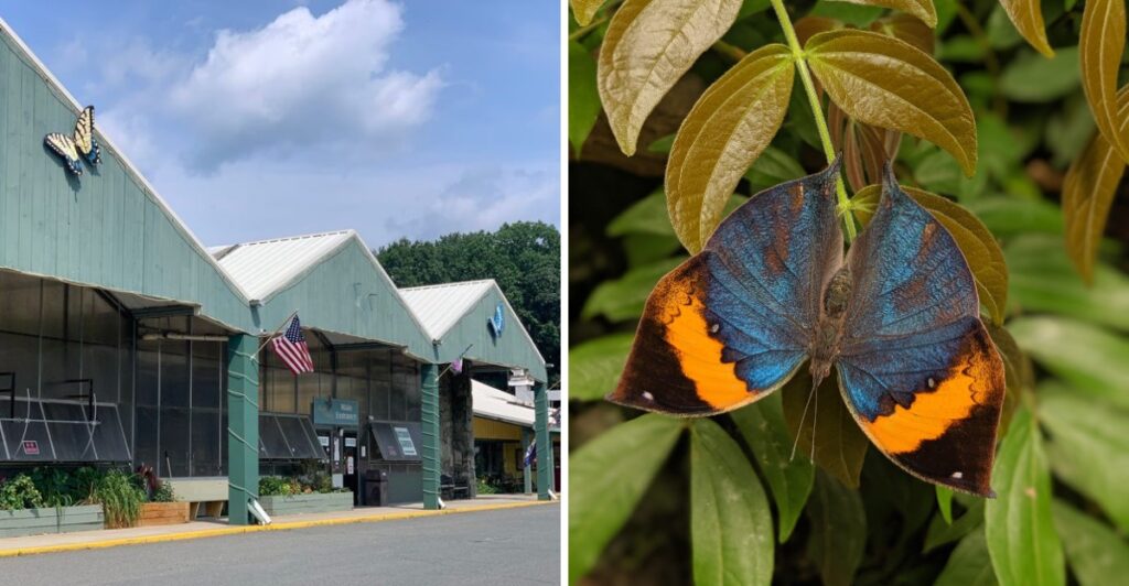 Make Room For A Little Wonder Inside Massachusetts’ Largest Butterfly House