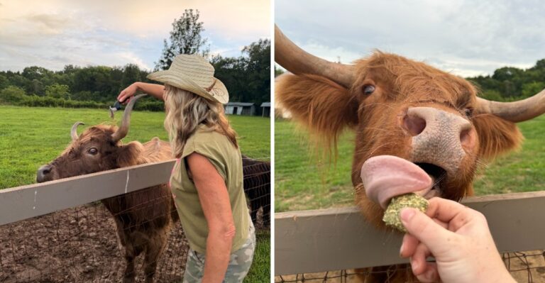 Meet, Brush, And Feed Fluffy Highland Cows At This Charming Tennessee Farm