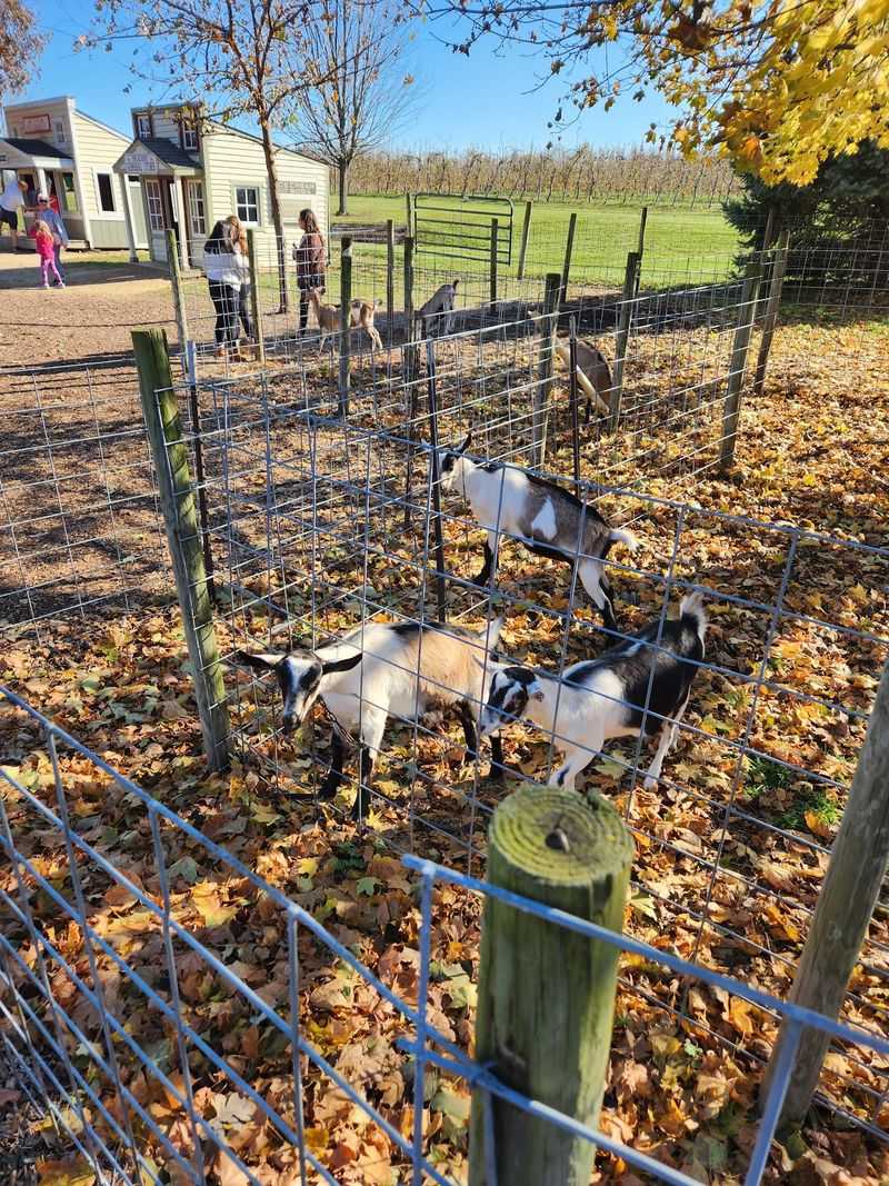 Goats, Chickens, and a Highland Cow Named Otis