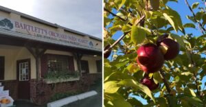 Nearly 80 Years Of Apple Growing Make This Massachusetts Orchard A Fall Favorite