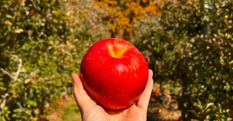 Our Picks For Fall At Its Best Include These 12 Massachusetts Apple Picking Spots
