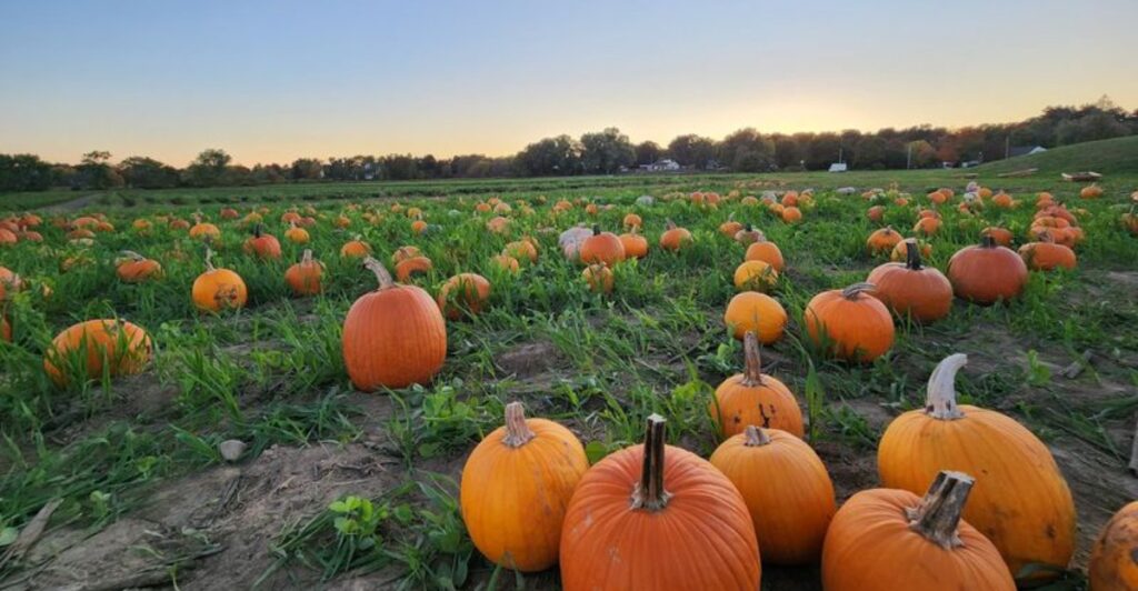 Pumpkin Season Sends Massachusetts Locals Straight To These 11 Farms