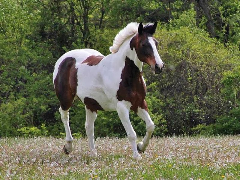 Horses With a Comeback Story
