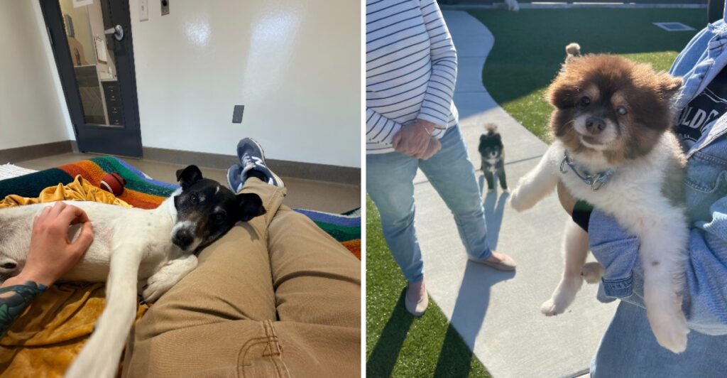 Senior Dogs Spend Their Golden Years Surrounded By Love At This Tennessee Haven