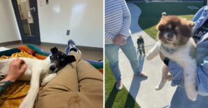 Senior Dogs Spend Their Golden Years Surrounded By Love At This Tennessee Haven