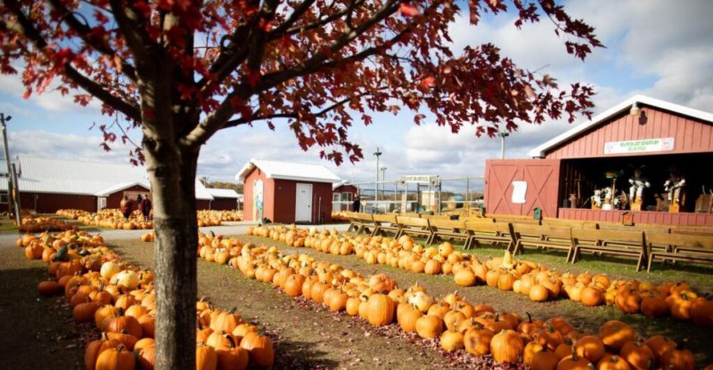 These 10 Apple Orchards In Pennsylvania Are Full Of The Fall Charm We Crave