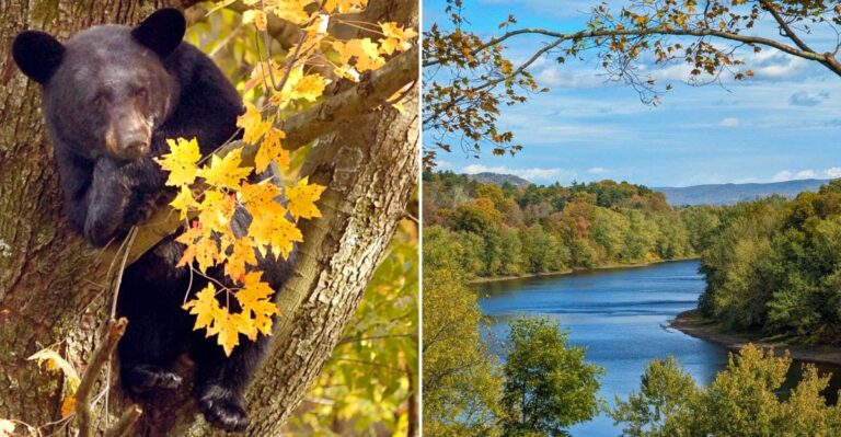 These 10 Pennsylvania Counties Have More Black Bear Activity Than Usual This Fall