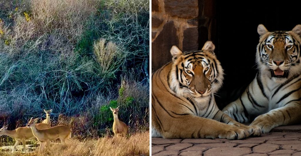 These 11 Texas Wildlife Sanctuaries Offer Animal Encounters You Won’t Find at Your Average Zoo