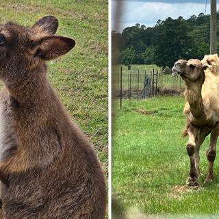 This 125-Acre Texas Wildlife Park Lets You Feed Exotic Animals Without Leaving Your Car