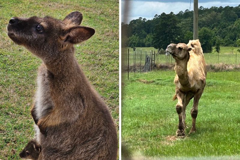 This 125-Acre Texas Wildlife Park Lets You Feed Exotic Animals Without Leaving Your Car