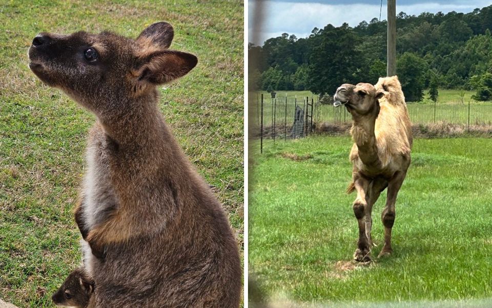 This 125-Acre Texas Wildlife Park Lets You Feed Exotic Animals Without Leaving Your Car