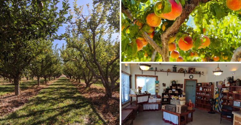 This Colorado U-Pick Farm Lets You Fill Your Basket Straight From the Rows