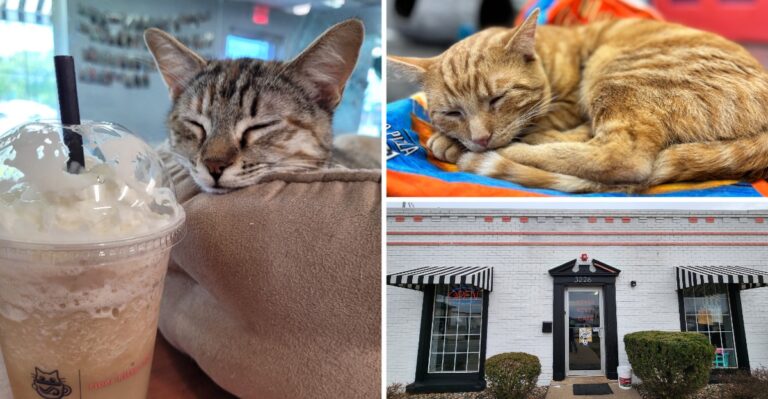 This Cozy Illinois Cat Cafe Lets You Sip, Snuggle, and Maybe Leave With a New Best Friend