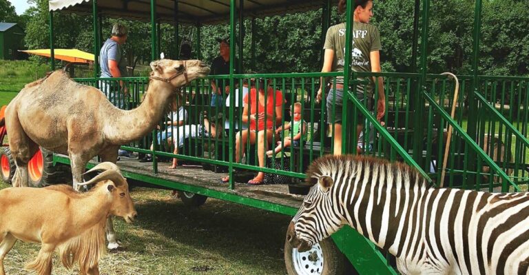 This Drive-Thru Safari Park in Illinois Feels Like a Wild Adventure