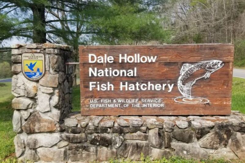 This Hidden Tennessee Attraction Lets You Get an Up-Close Look at Thousands of Fish for Free