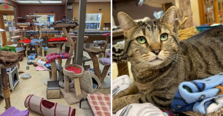This Illinois Cage-Free Cat Rescue Lets Rescued Kitties Lounge on Sunny Shelves Until the Right Family Comes Along