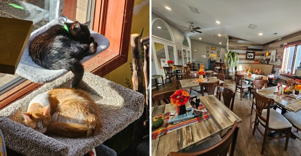 This Indiana Coffee Shop Lets You Hang Out With 20+ Rescue Kittens While You Sip Your Latte