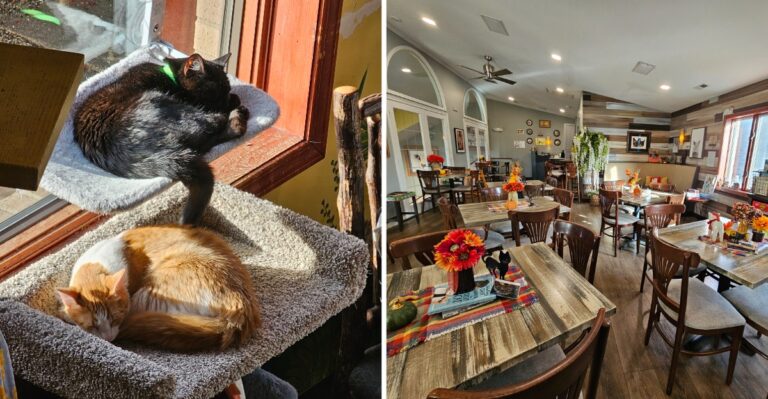 This Indiana Coffee Shop Lets You Hang Out With 20+ Rescue Kittens While You Sip Your Latte