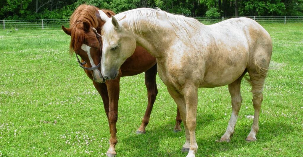 This Peaceful Illinois Sanctuary Lets You Meet Rescued Farm Animals Up Close and Learn Their Stories