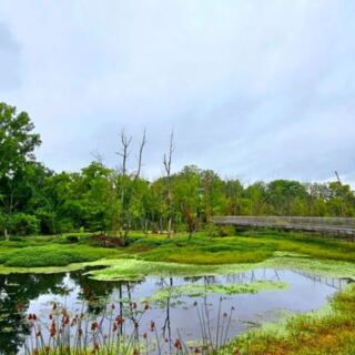 This Peaceful Tennessee Wetland Feels Miles Away From Civilization, but It Isn’t