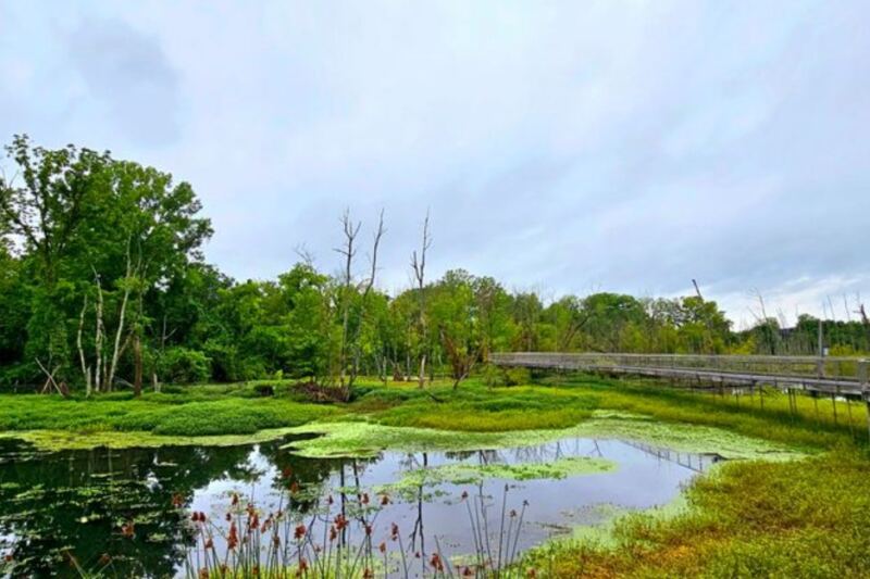 This Peaceful Tennessee Wetland Feels Miles Away From Civilization, but It Isn’t