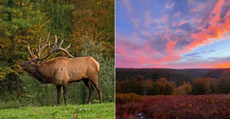 This Pennsylvania Forest Is One Of The Best Places To Hear Wild Elk Bugling This Fall