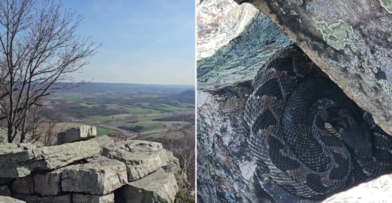 This Pennsylvania Mountain Overlook Has A Hidden Snake Problem