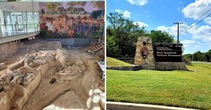 This Rare Texas Site Holds An Entire Ice Age Herd Frozen In Time