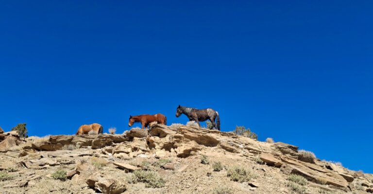 This Remote Colorado Trail Still Has Wild Horses Roaming Free