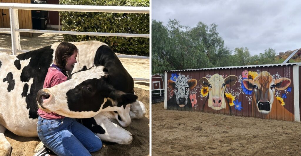 This Southern California Sanctuary Lets You Hug Cows and Cuddle Pigs for a Heartwarming Day Out