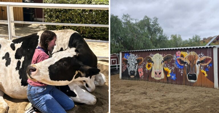 This Southern California Sanctuary Lets You Hug Cows and Cuddle Pigs for a Heartwarming Day Out