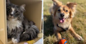 Turn Your Love Of Animals Into Volunteer Work At These 10 Massachusetts Places
