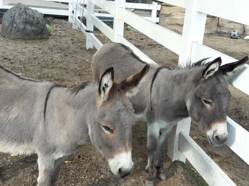 Barnyard Buddies Steal the Show Every Single Time Barnyard Buddies Steal the Show Every Single Time