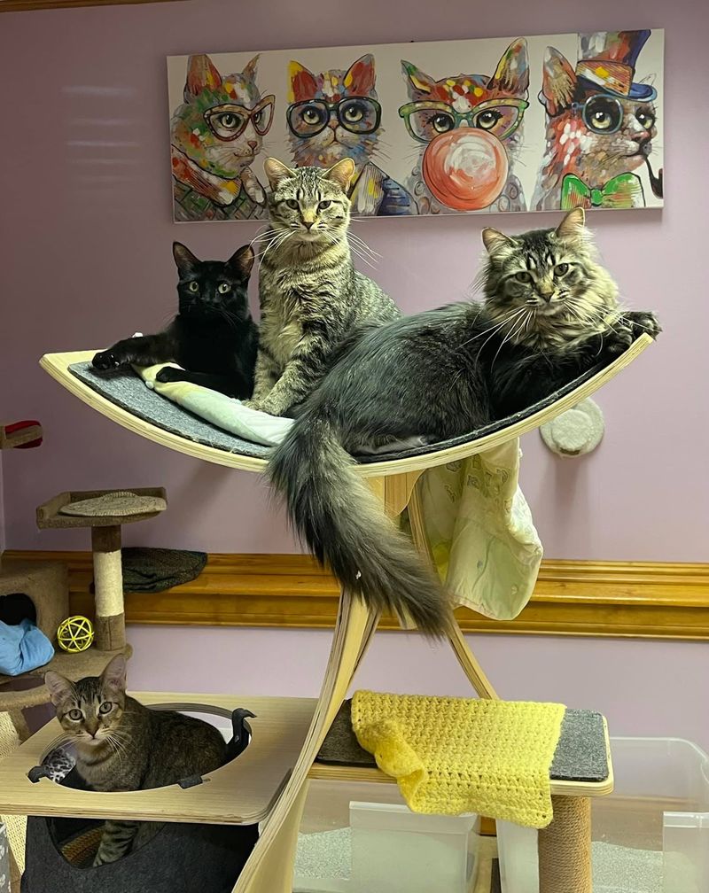 Scoop Up a Volunteer Shift or Foster a Kitten Scoop Up a Volunteer Shift or Foster a Kitten