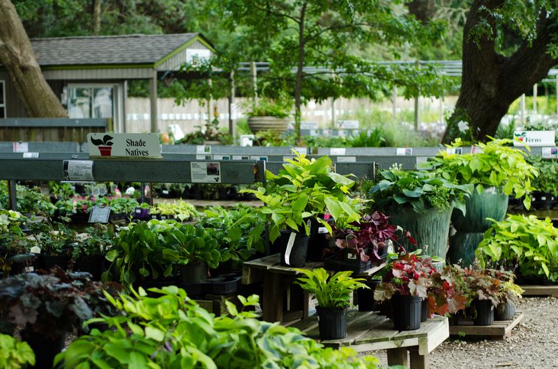 Planning Your Naperville, Illinois Trunk-Filling Trip