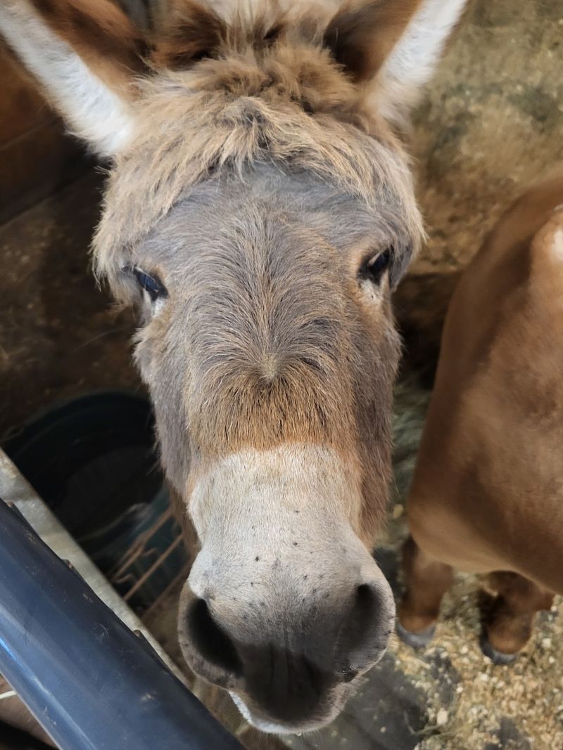 Donkeys, Ponies, and Other Hoofed Surprises