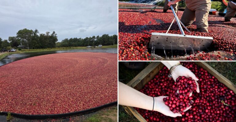 Wade Into October’s Cranberry Harvest At These Brilliant Red Massachusetts Bogs