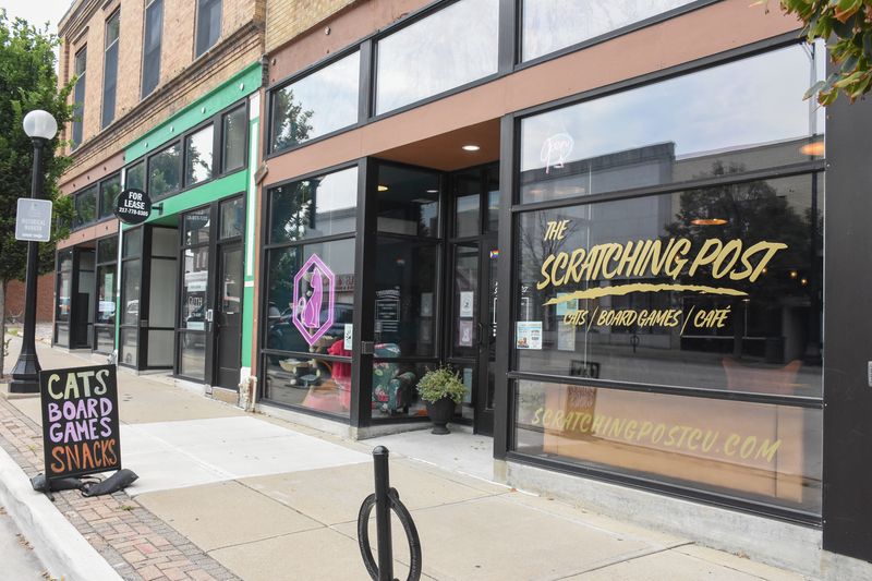 Planning Your Champaign, Illinois Cat Cafe Visit