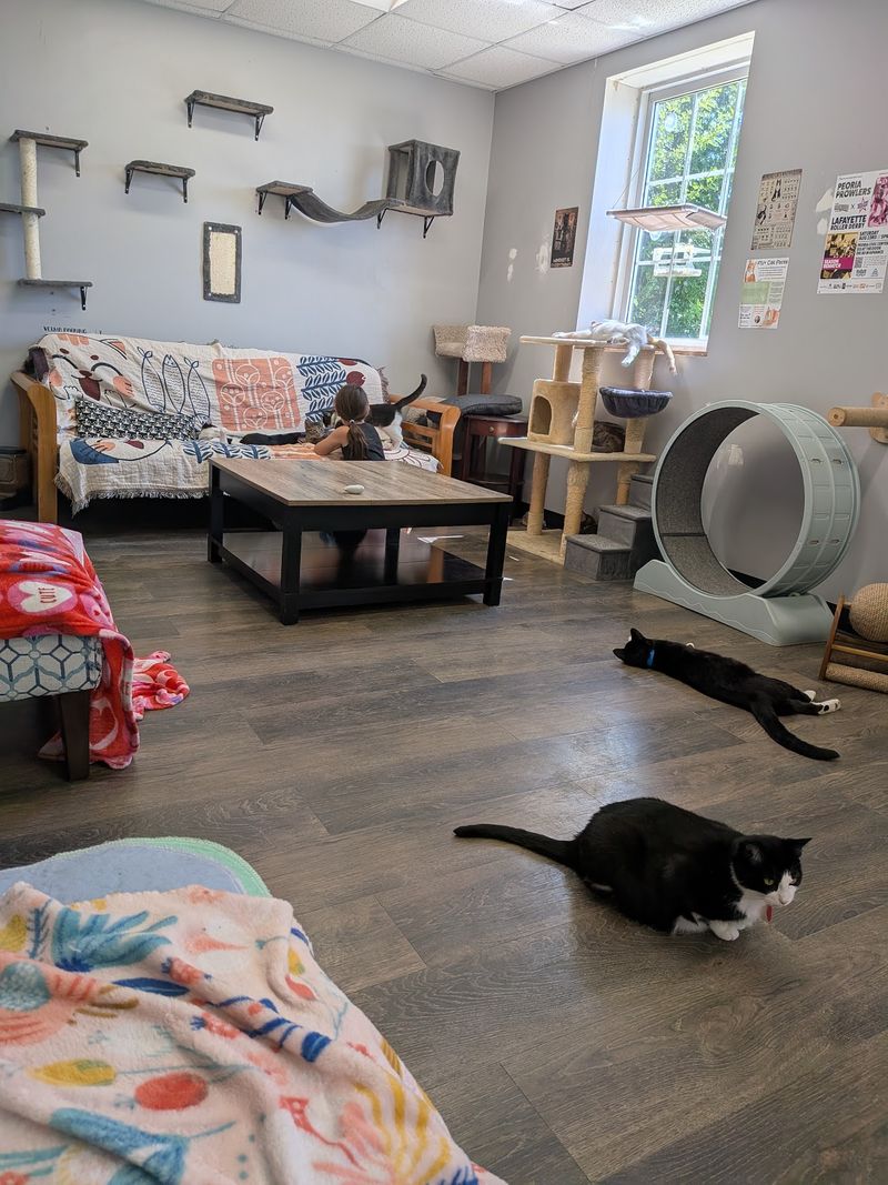 Inside the Cat Room: Toys, Towers, and Lint Rollers