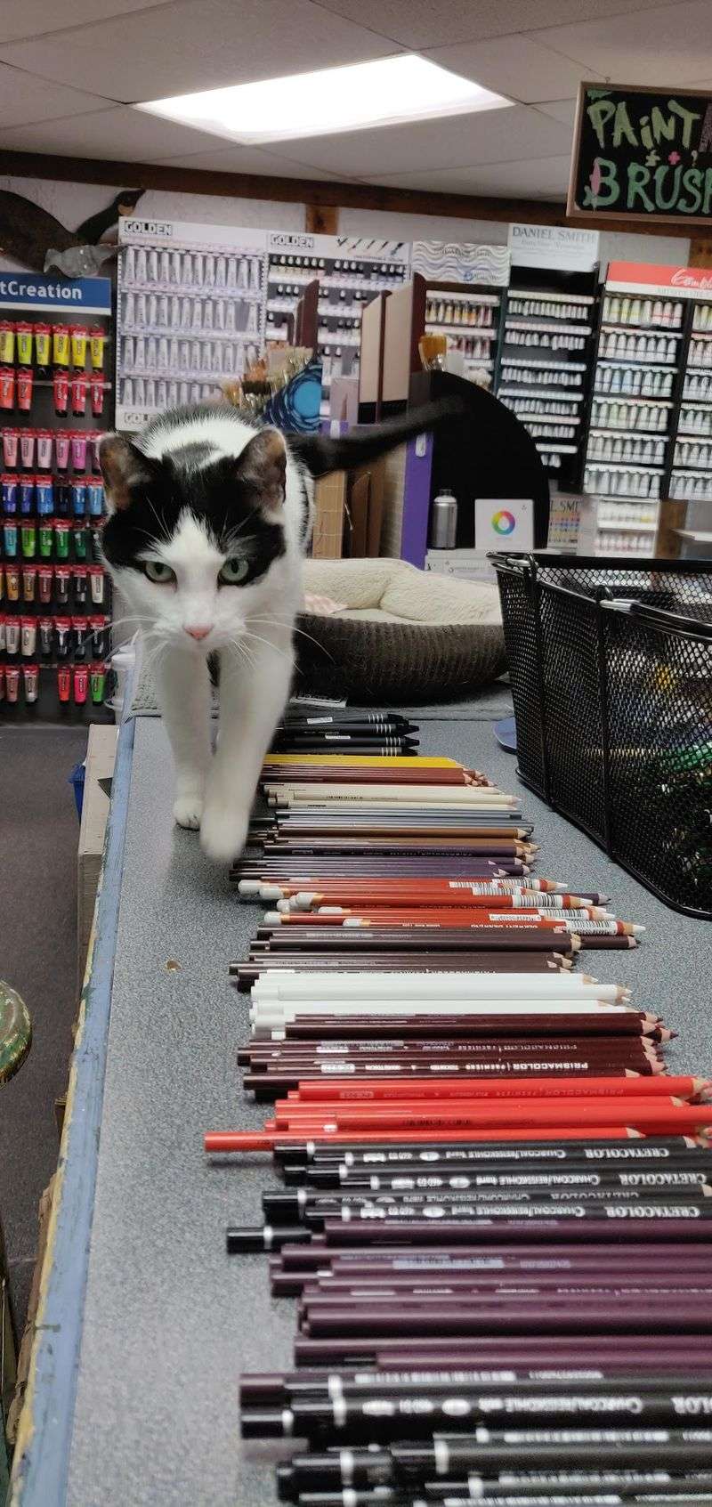 Meet Barcode, the Furry Supervisor Behind the Counter