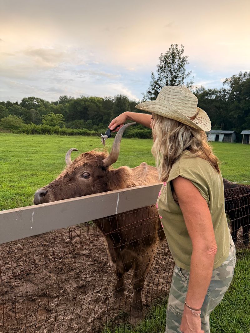 What To Wear For Your Highland Cow Visit