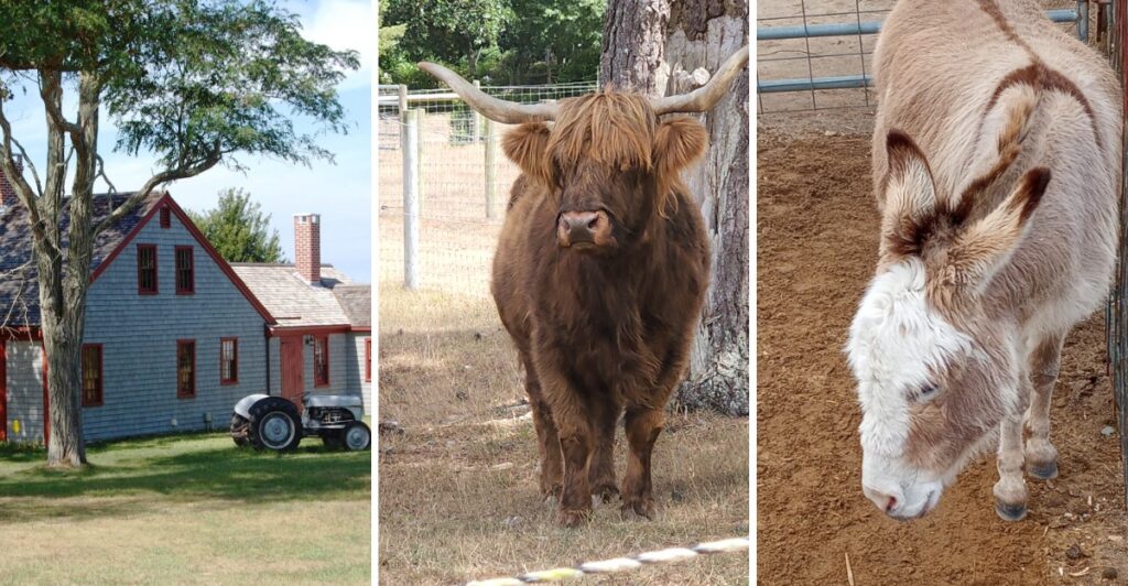 You Can Visit A Highland Cow And Donkeys For Free At This Massachusetts Farm